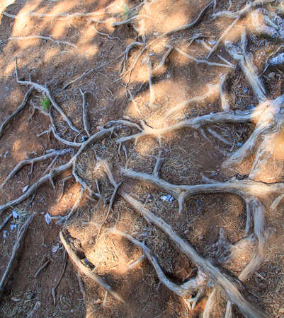 The roots of the tree, Valaam, Russia.