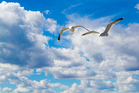 A flying seagull in the sky.の写真素材