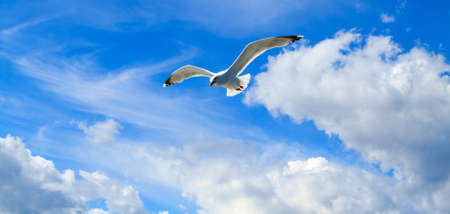 A flying seagull in the sky.の写真素材