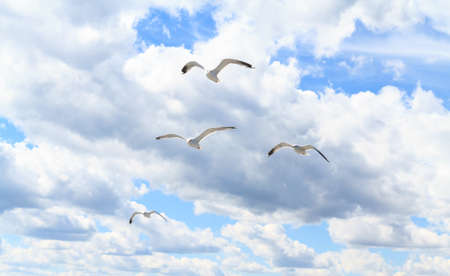 The seagulls in the sky.の写真素材