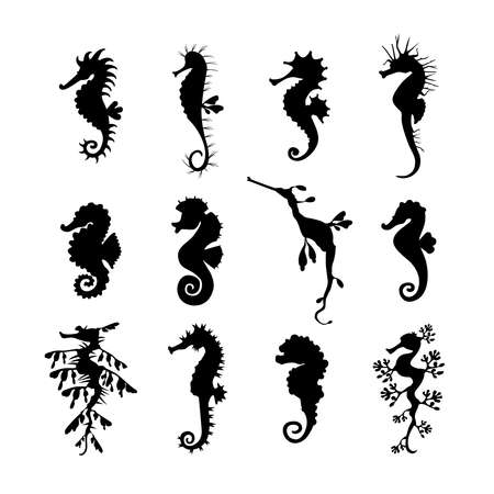 Set cute seahorses icons. Black seahorses with different silhouette on white background. For festive card, logo, children, pattern, tattoo, decorative, creative concept. Vector illustrationのイラスト素材