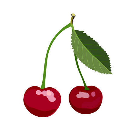 Summer berries and fruits for health. Bright cherry on white background. Cartoon flat vector illustration.のイラスト素材
