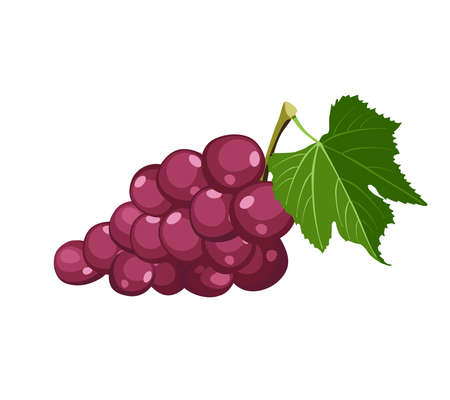 Summer berries and fruits for health. Bright grape on white background. Cartoon flat vector illustration.のイラスト素材
