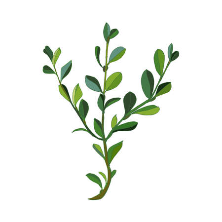 Leaves and branches greenery elements of ficus. Modern small bush rubber plant on white background. Vector illustration.のイラスト素材