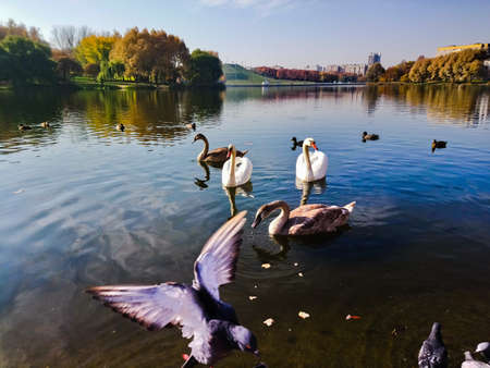 birds on the lake summerの写真素材