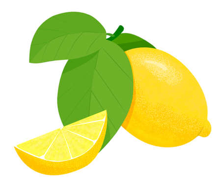 Fresh yellow lemon on a branch with green leaves and a slice of estuary. Realistic fruit vector illustration isolated on white background.のイラスト素材