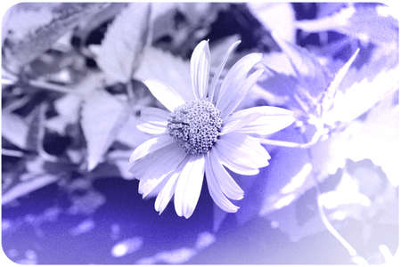 plants, garden, violet, flowerの写真素材