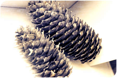 two silver fir cones on the white background, pairの写真素材