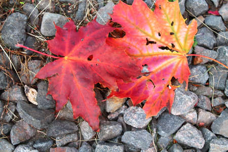two red falling  maple leaves  lay on the stones