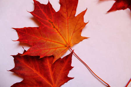 two red brightly maple leaves isolated on white