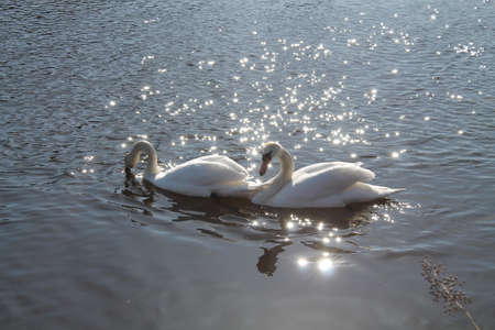 beautiful couple of the white pure swans in sparkling waterの写真素材