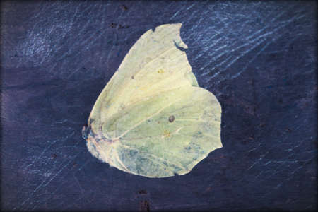 white tender buttefly with folded wings on the leather surface