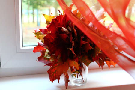 nice bouquet from red bright autumn maple foliage and light  red curtainnの写真素材