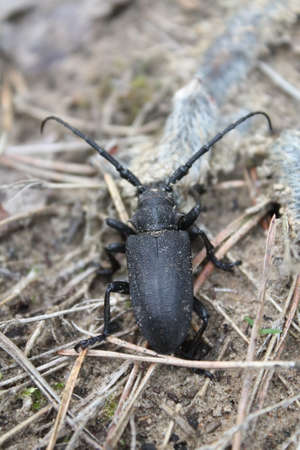big black bug with long moustache rest on ground in forestの写真素材
