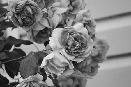 bloom bush of french rose in black and white retro style