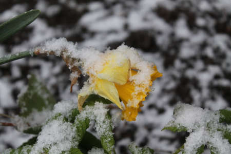 beautiful tender yellow garden  flower in spring bloom covered white fluffy snowの写真素材