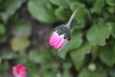 tender bud of garden pink daisy prepare to open in bloomの写真素材