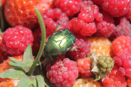 aroma sweet bright red garden raspberries and shine green scarab beetle rest on