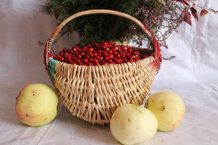 beautiful willow basket full red sweet cranberries and yellow juicy apples prepare made jamの写真素材