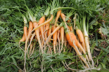 young long carrot with leaves lay on green grass appetizing and healthy mealの写真素材