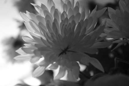 beautiful white in pompous bloom queen of the garden chrysanthemumの写真素材