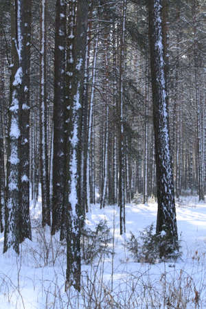 winter beautiful day in frozen pine forest when snow fallingの写真素材