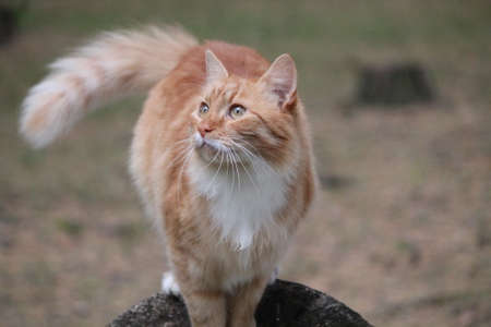 dreamy orange cat on stump in forest