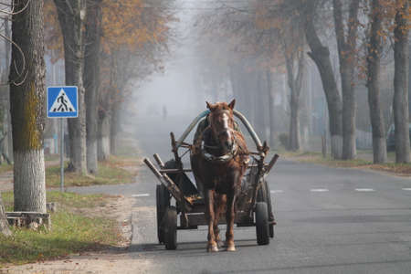 brown horse go on empty city streetの写真素材