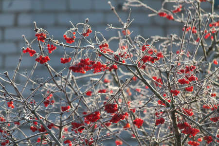 red berry