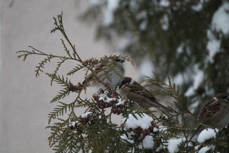 sparrow bird on a branch