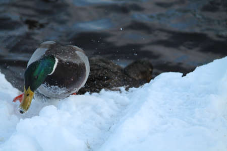 wild duck play in snowの写真素材