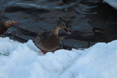 wild duck on riverの写真素材