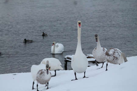 swan birds dancing on snowの写真素材