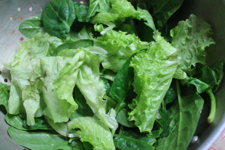 green lettuce salad