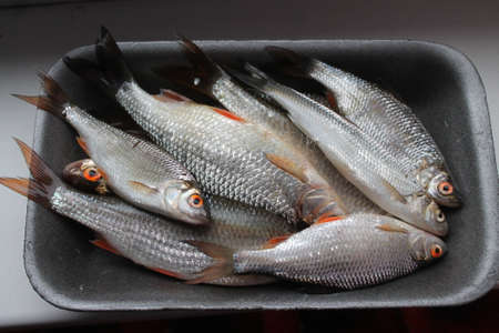 fresh fish in plate prepare for cooking