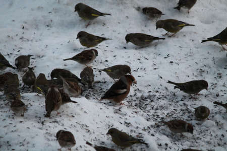 wild vivid finch birds fly from forest feeding seeds on snow in cold winter day in city parkの写真素材