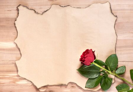 Red rose on a piece of paper with feathered edgesの写真素材