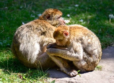 Macaque couple sitting on the grass.の写真素材