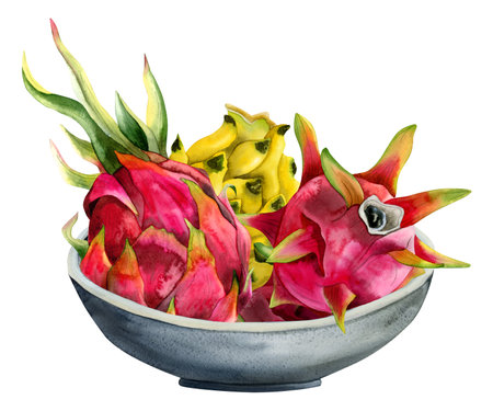Watercolor red pink and yellow dragon fruits harvest in grey ceramic bowl illustration isolated on white background. Pitaya exotic tropical Asian food designsの写真素材