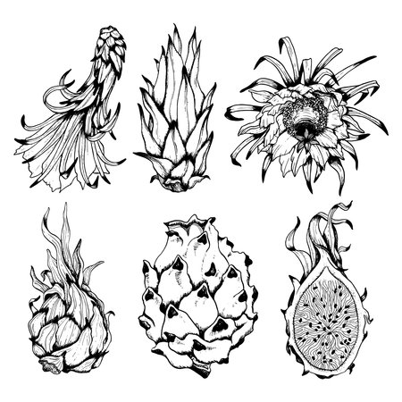 Vector dragon fruit drawing set of black and white illustrations. Hand drawn tropical food clipart. Engraved summer tropical whole plant with flowers and slices. Botanical pitayaのイラスト素材