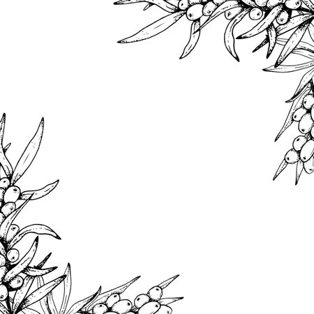 Graphic sea buckthorn branches with berries floral vector square frame template. Outline black and white illustration with copy space for greeting card or invitation designのイラスト素材