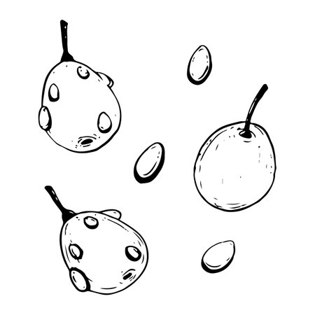 Vector hand drawn sea buckthorn berries with water drops black and white illustration for herbal tea, cooking and cosmetics package designのイラスト素材