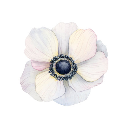 White anemone flower watercolor illustration. Light airy poppy flower for greeting cards, wedding, mothers day designsの写真素材