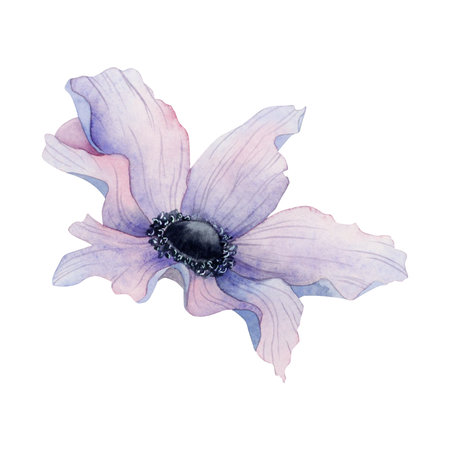 Purple anemone flower watercolor illustration. Spring botanical drawing for greeting cards and wedding designsの写真素材