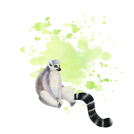 Sitting funny desperate ring-tailed lemur with long black and white tail on neon green watercolor splashes illustration isolated on white background. Madagascar tropical animal in card templateの写真素材