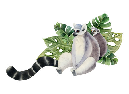 Mother lemur with a cub sitting in tropical palm leaves watercolor illustration isolated on white background. Cute Madagascar ring-tailed female monkey with babyの写真素材