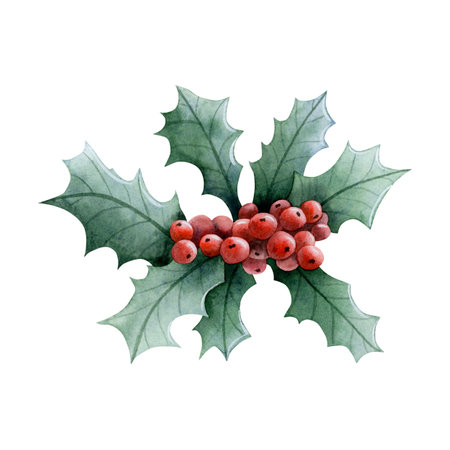 Christmas holly plant with red berries and green leaves watercolor illustration isolated on white. Hand drawn winter holiday season symbol for greeting cards, New year invitations and bannersの写真素材