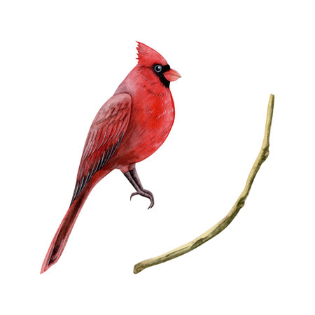 Red cardinal Christmas bird with branch watercolor illustration isolated on white background for winter holidays symbols designs, greeting cards and New Year postcardsの写真素材