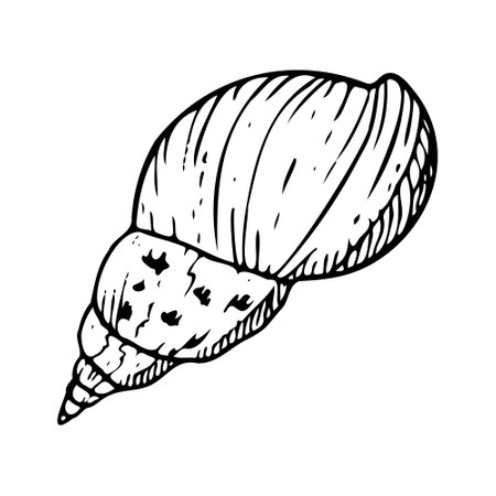 Spiral sea shell line vector illustrationのイラスト素材