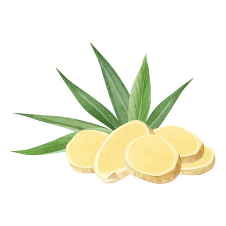 Ginger root plant slices with leaves watercolor illustration for spicy healthy organic products....